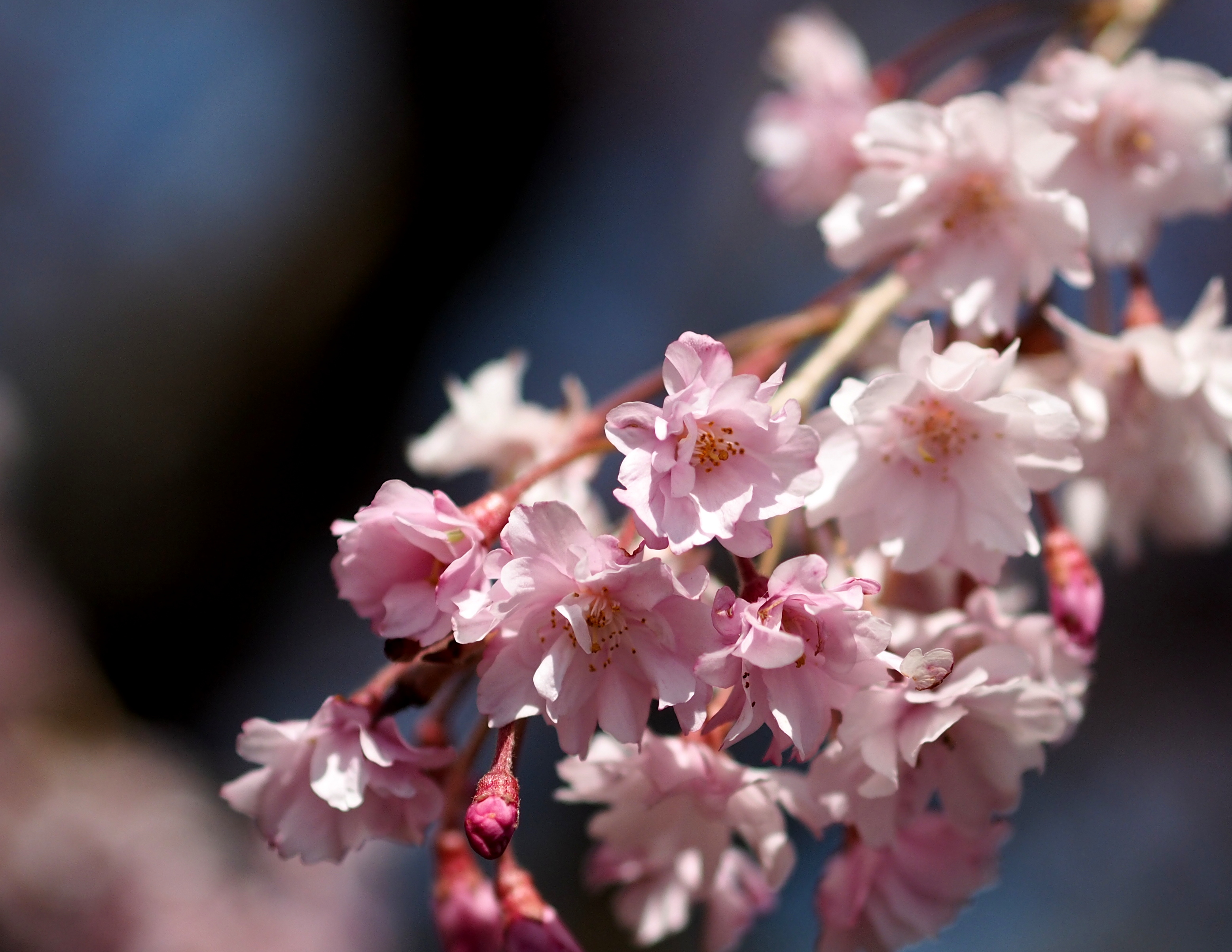 magome pink sakuras