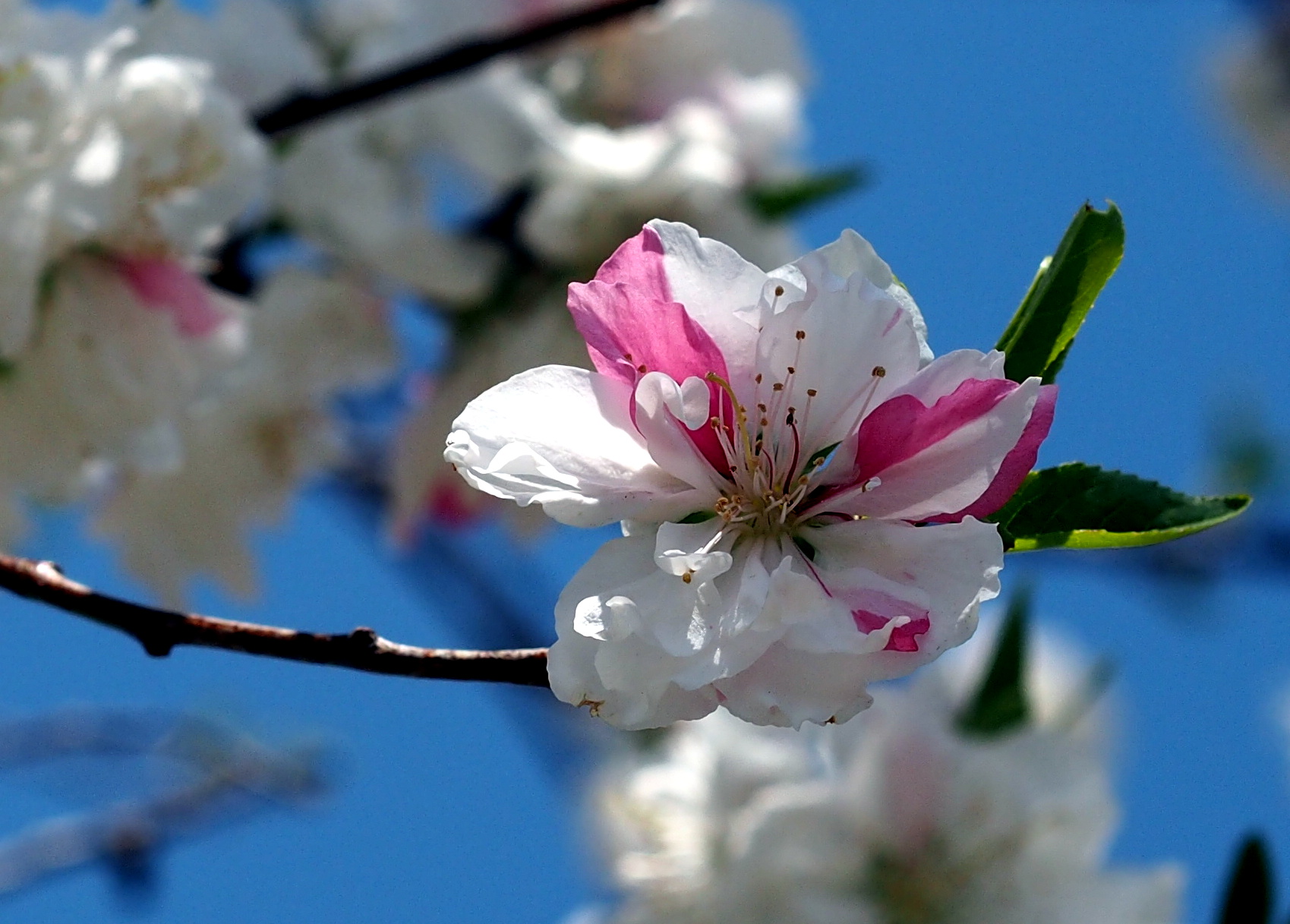 hybrid sakura