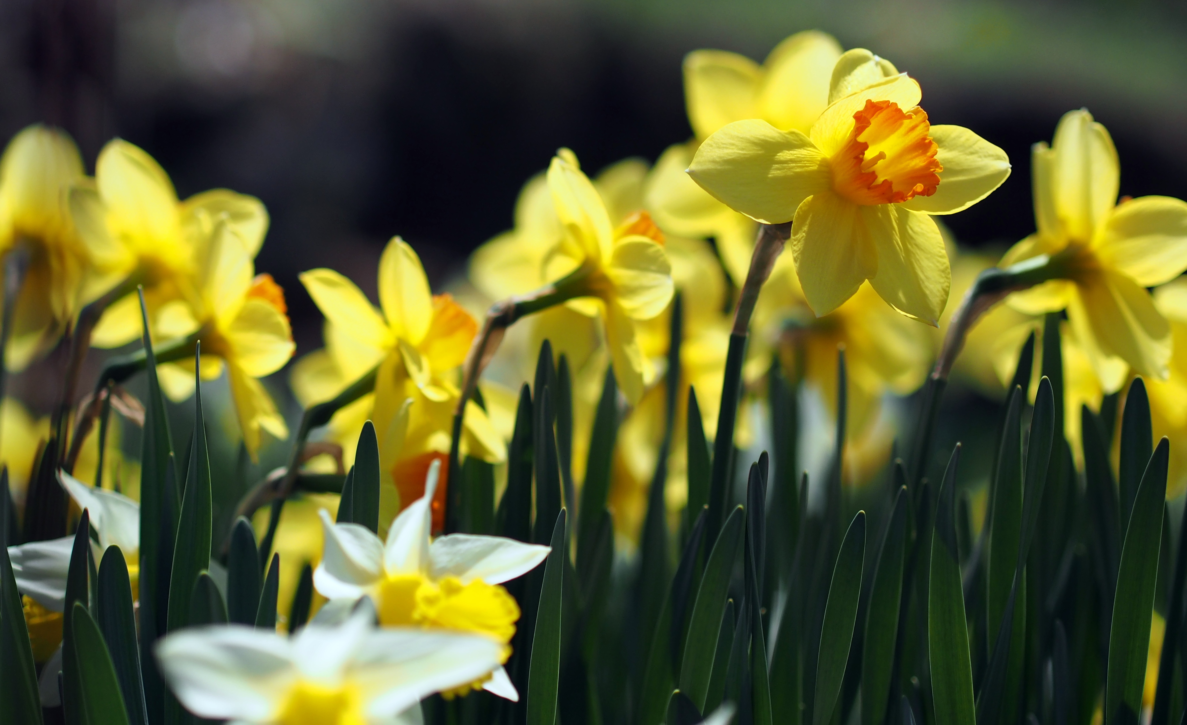 more beautiful flowers