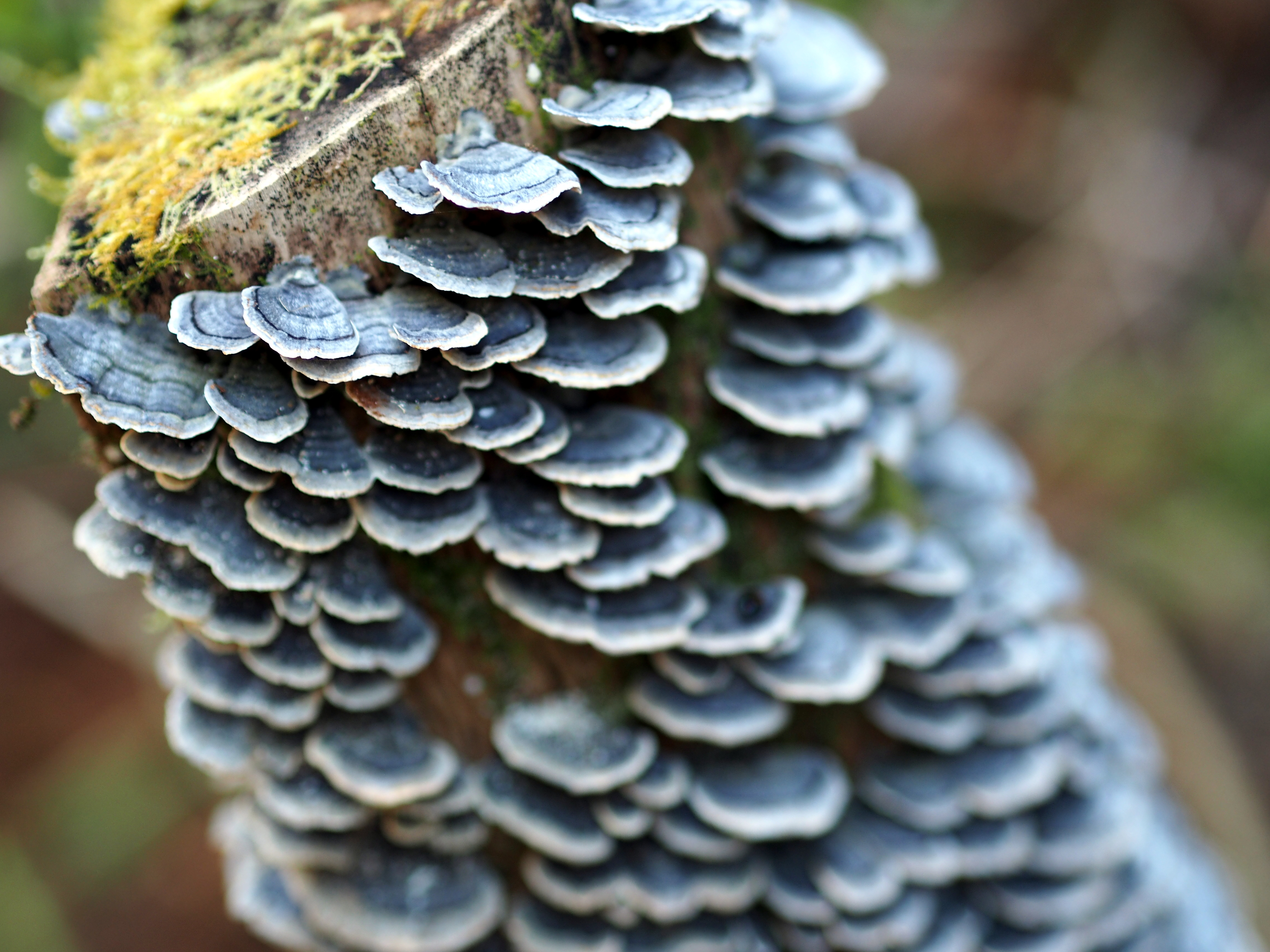 fungi full of character 