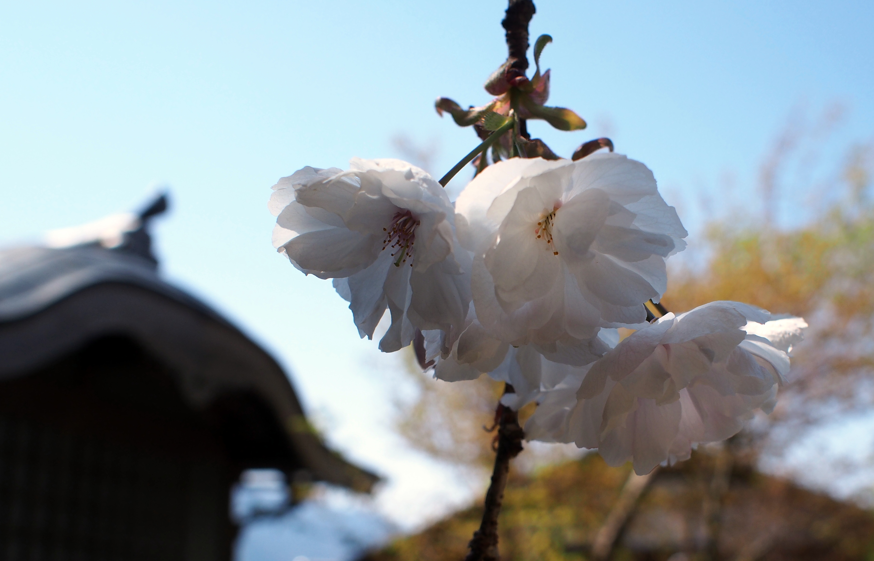 white sakuras