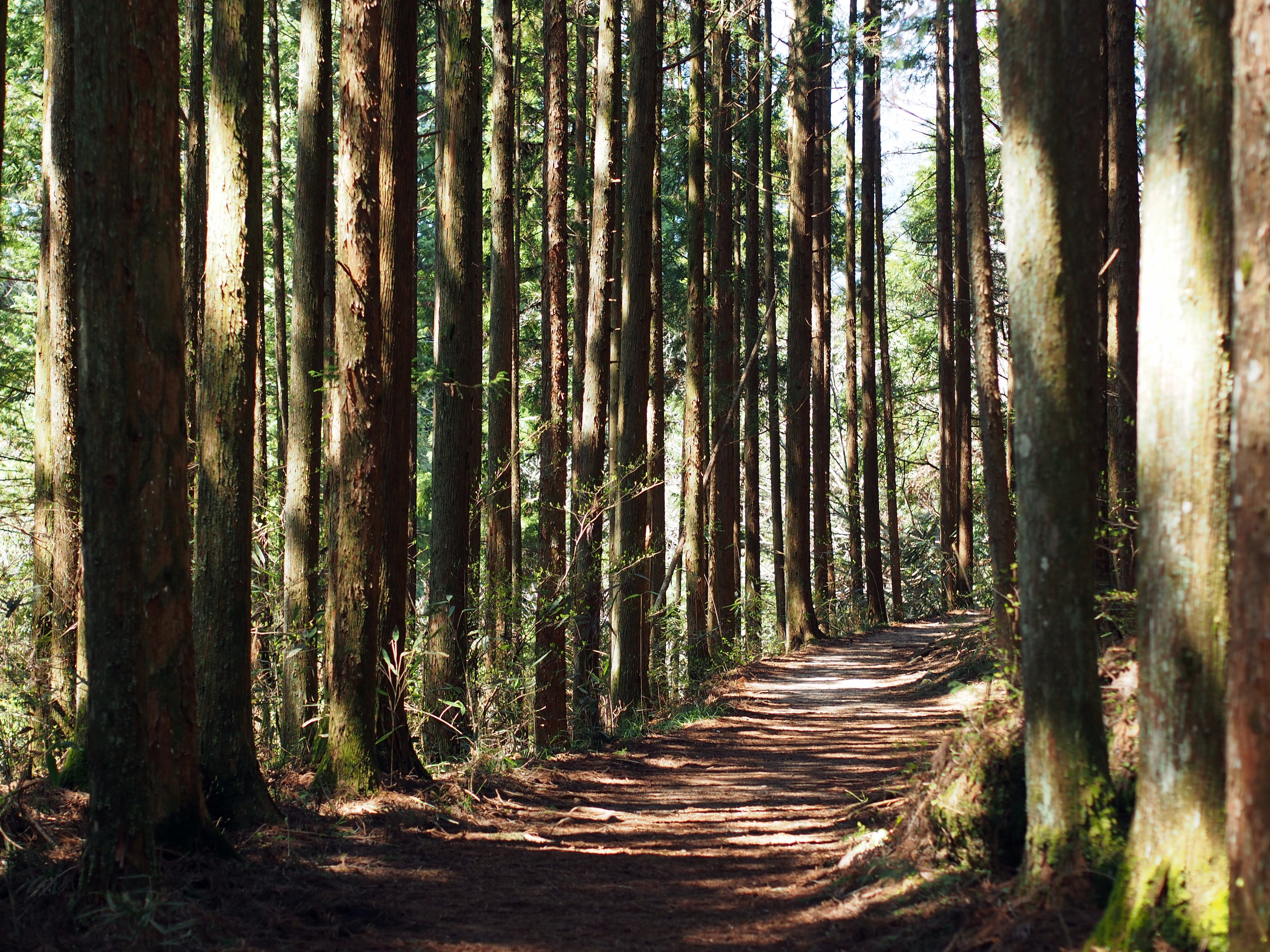 into the woods