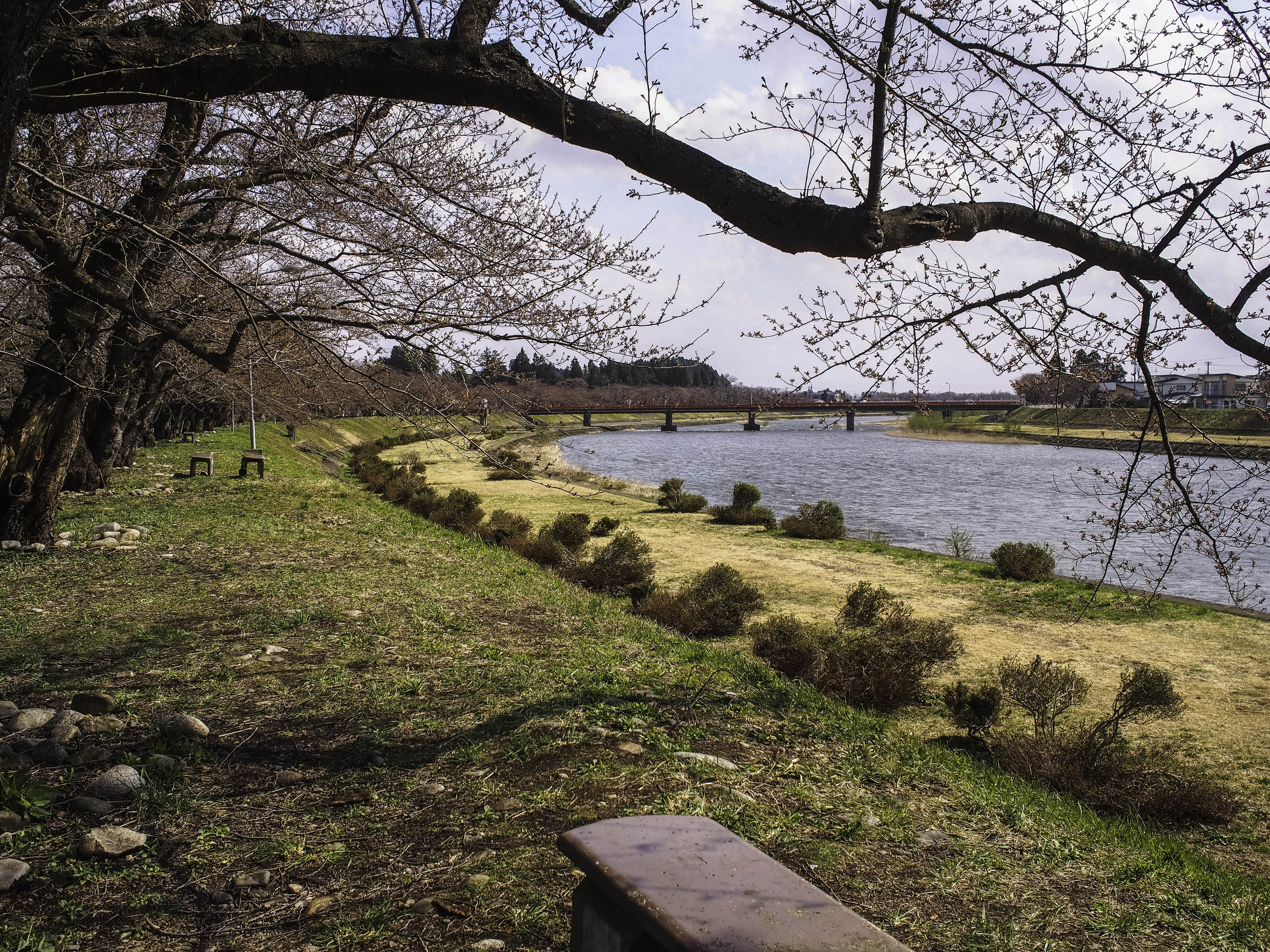 not sure if the sakuras had bloomed or not
