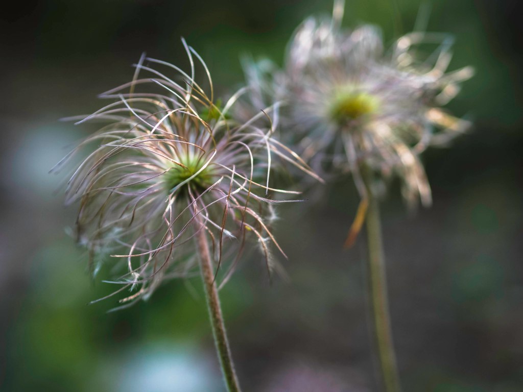 grass flower - close up