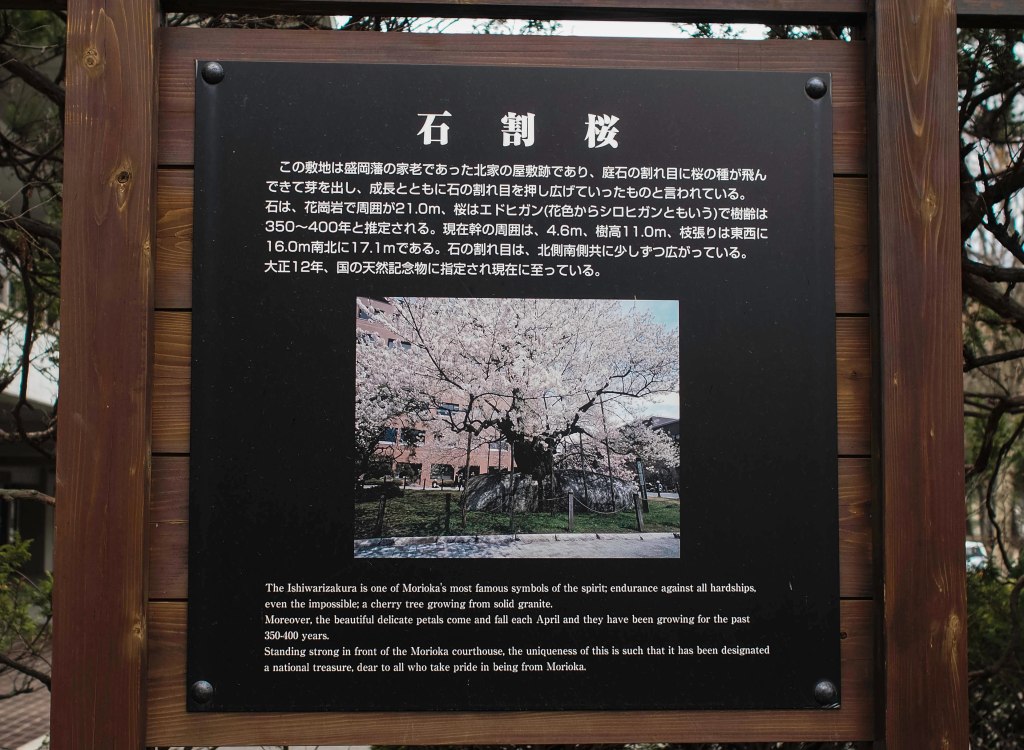 rock-splitting cherry tree