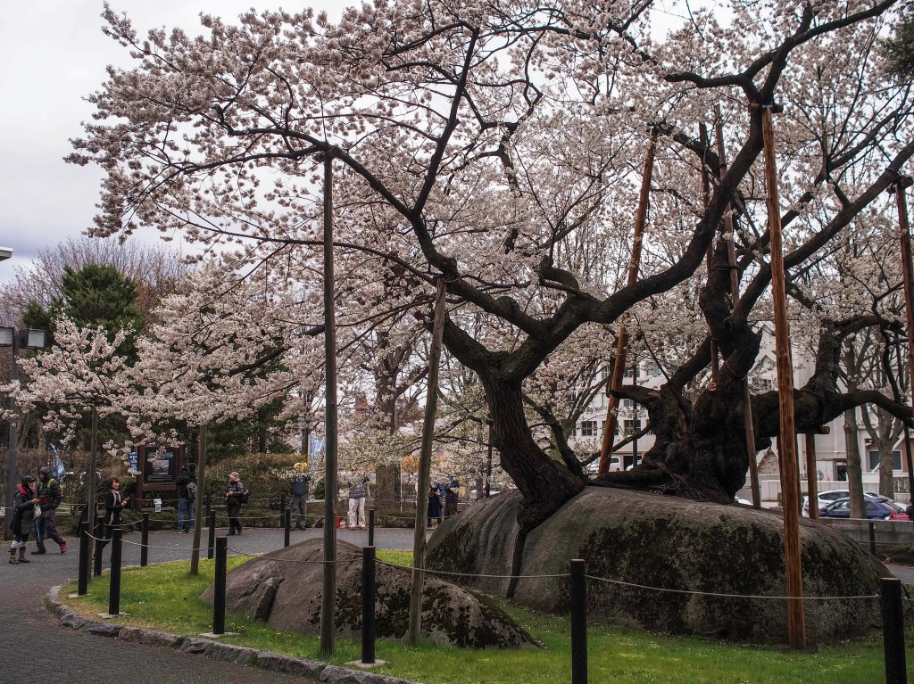the hundreds year old tree