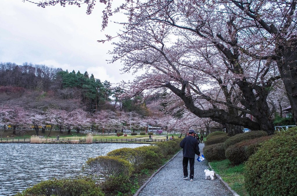 nice place for a stroll