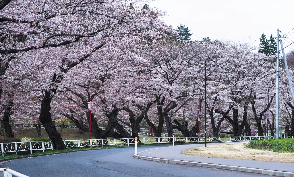 neatly lined along the road