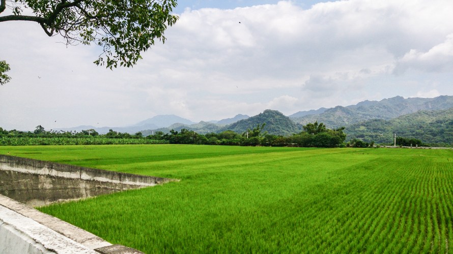 first encounter with padi fields
