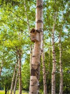bird house, in the garden 