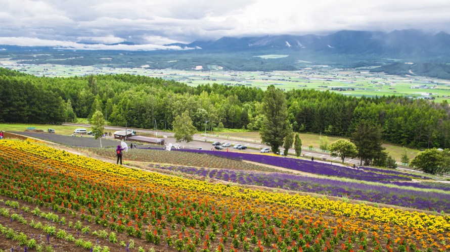 flowers and mountains