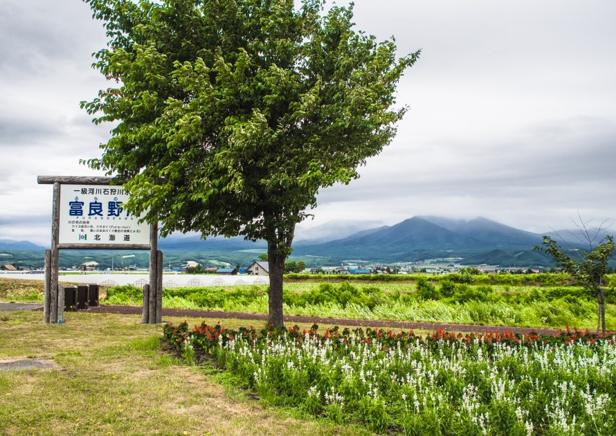 a tree, just outside farm tomita 