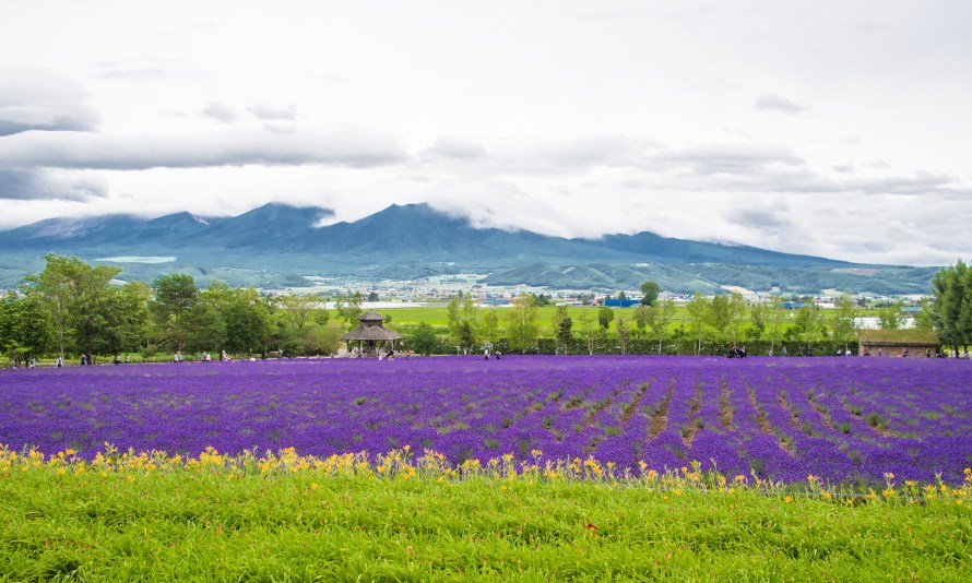 lavender field 