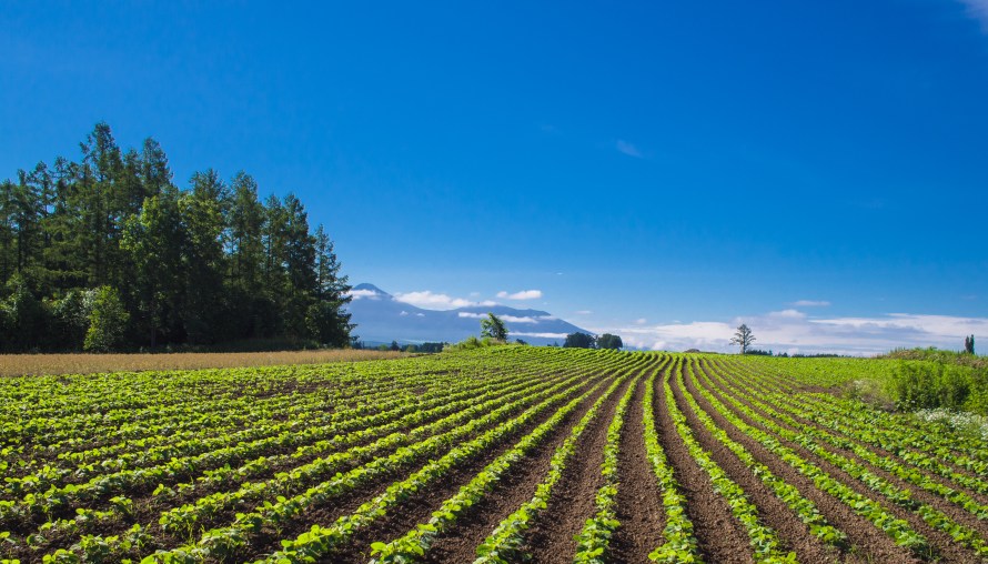 farm in the backyard 