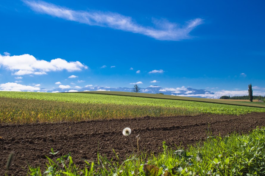 secret field at bibaushi 