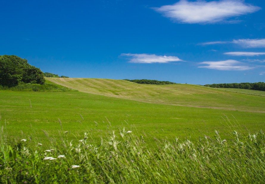 beautiful green pasture