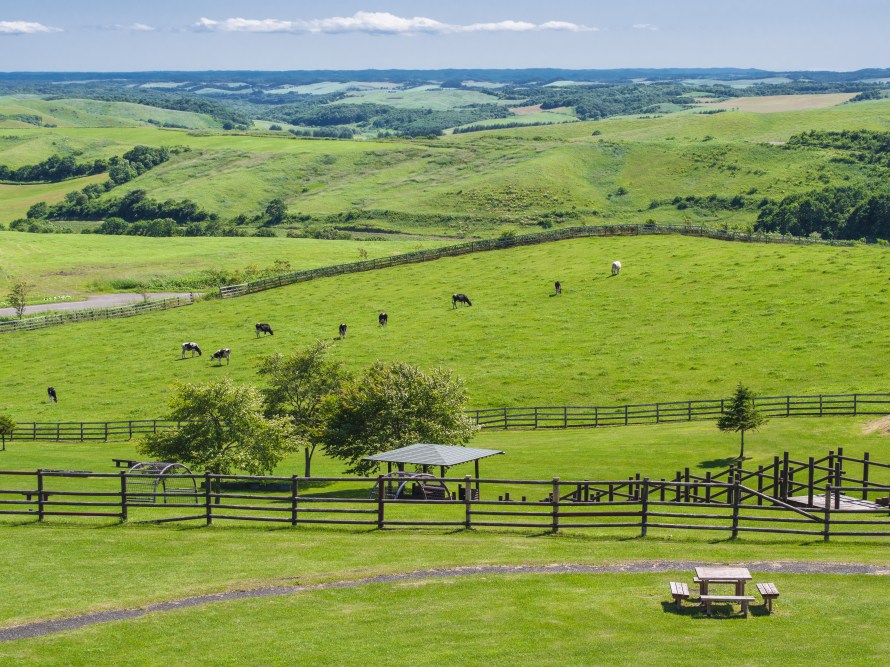 mary had a little lamb