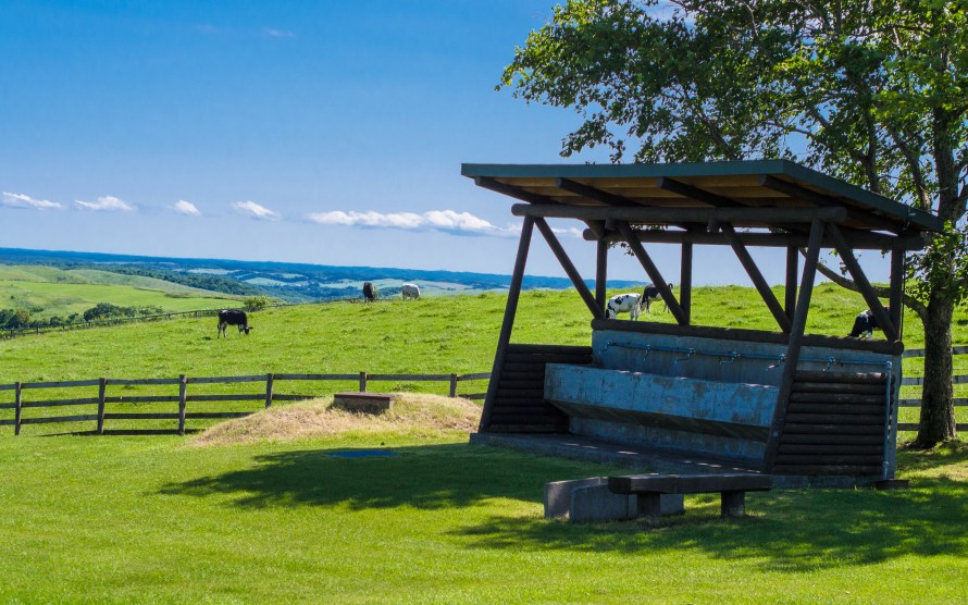 a shed for respite from the heat