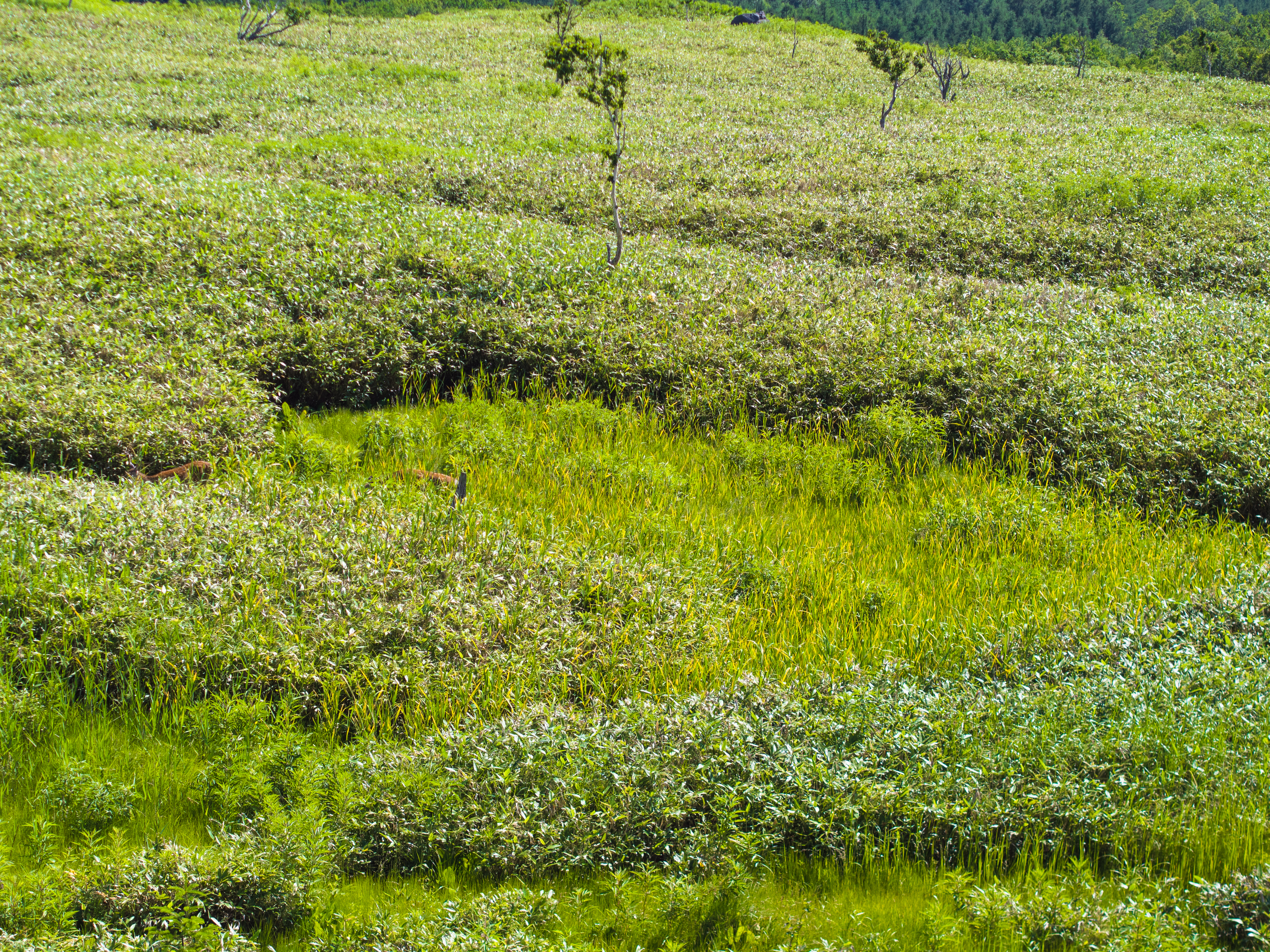 deers in the marsh