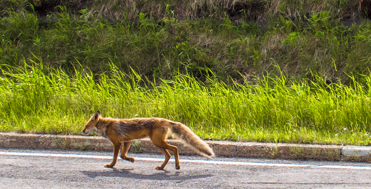 a red fox sneaked past, when it thought we weren't watching