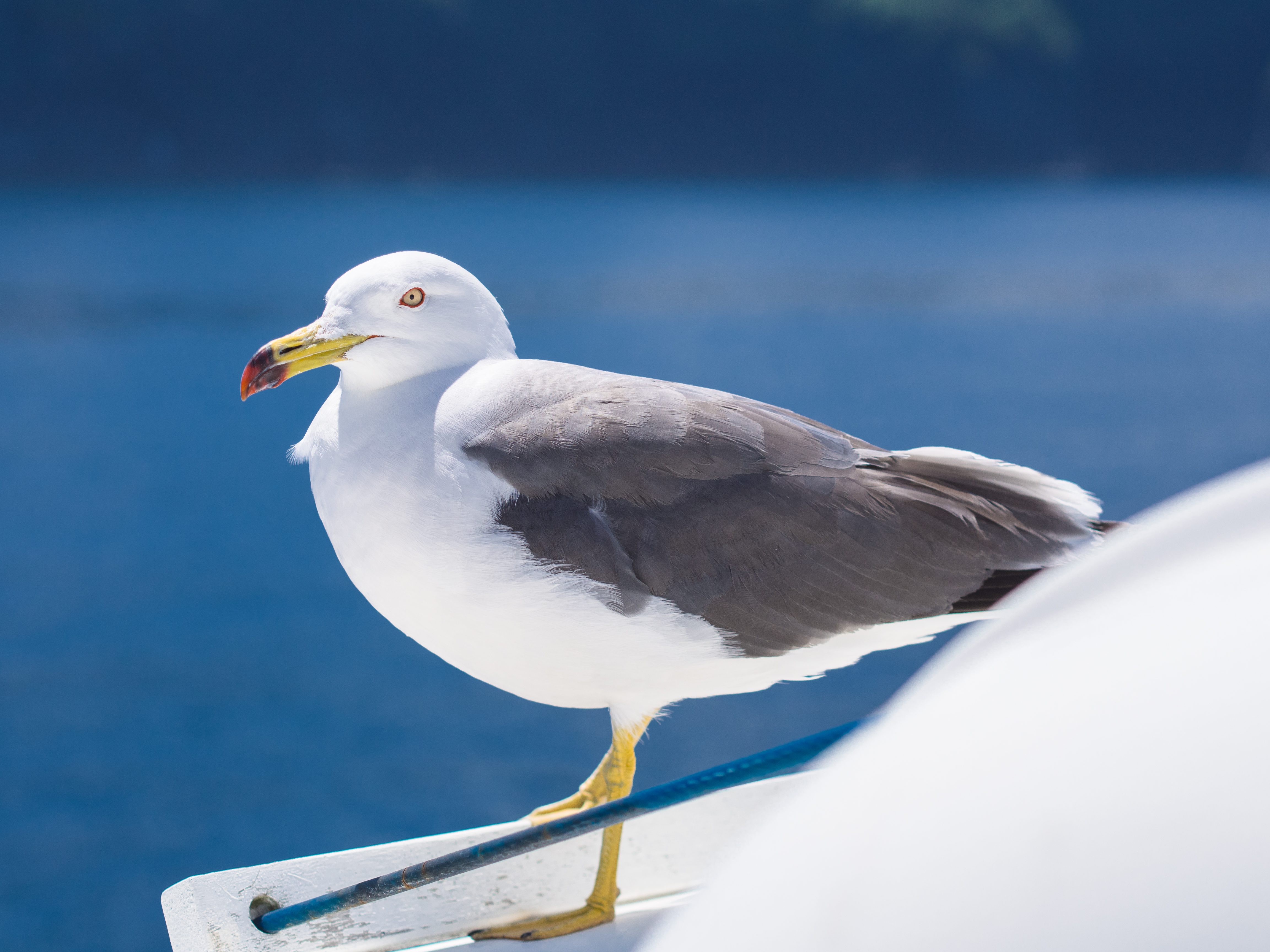 a birdie on the cruise ship