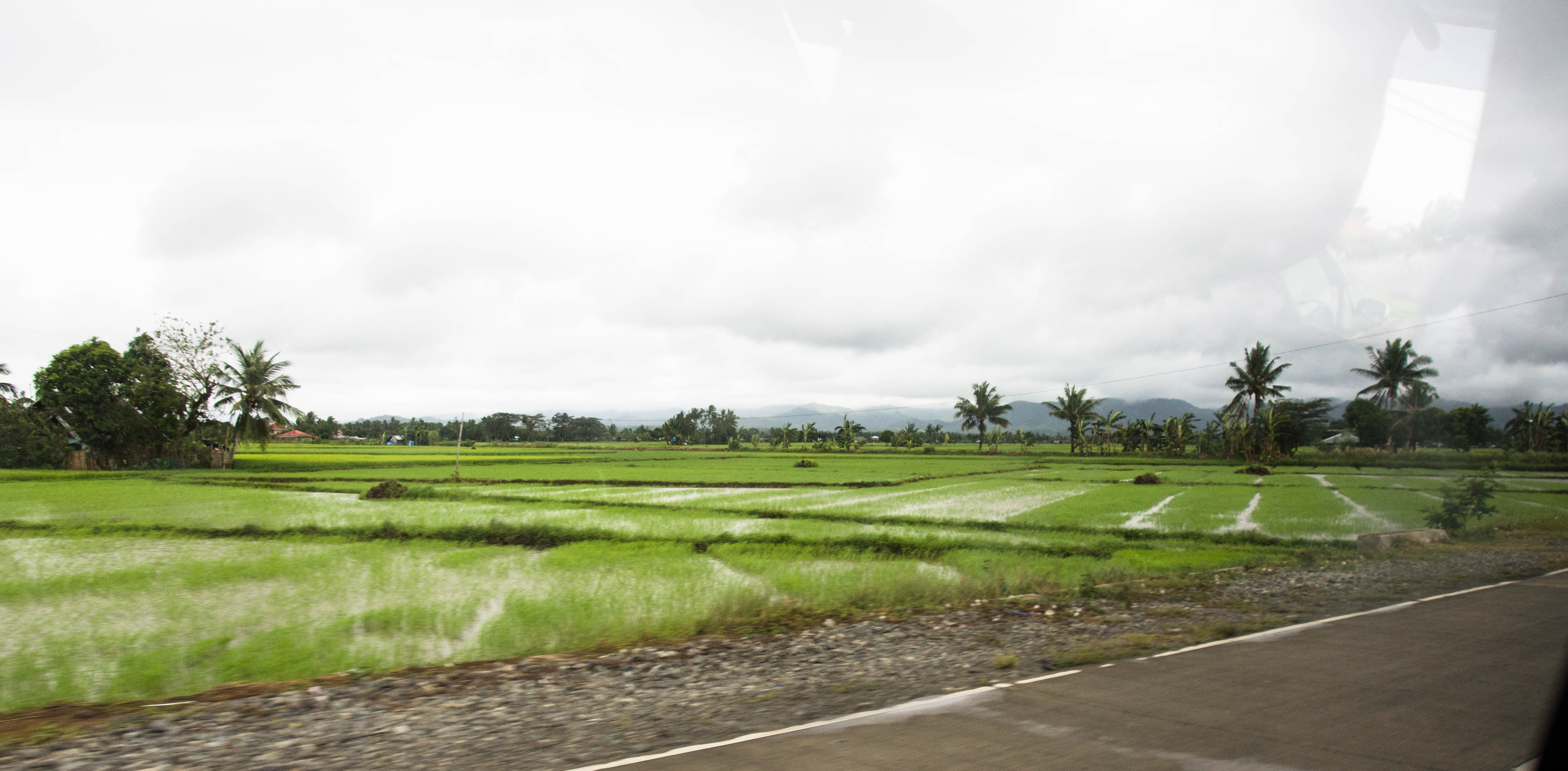 padi fields 