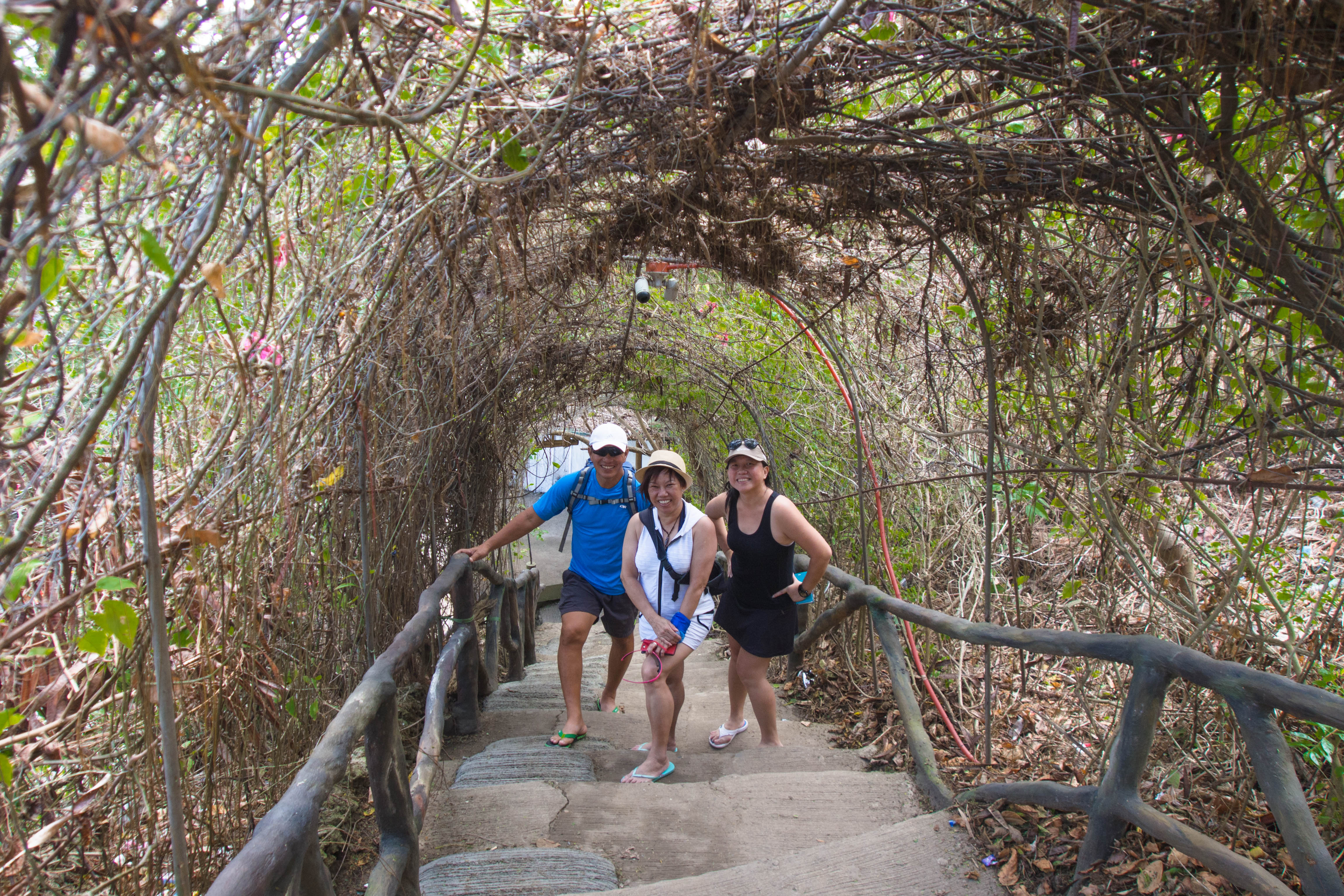 vine covered stairways 
