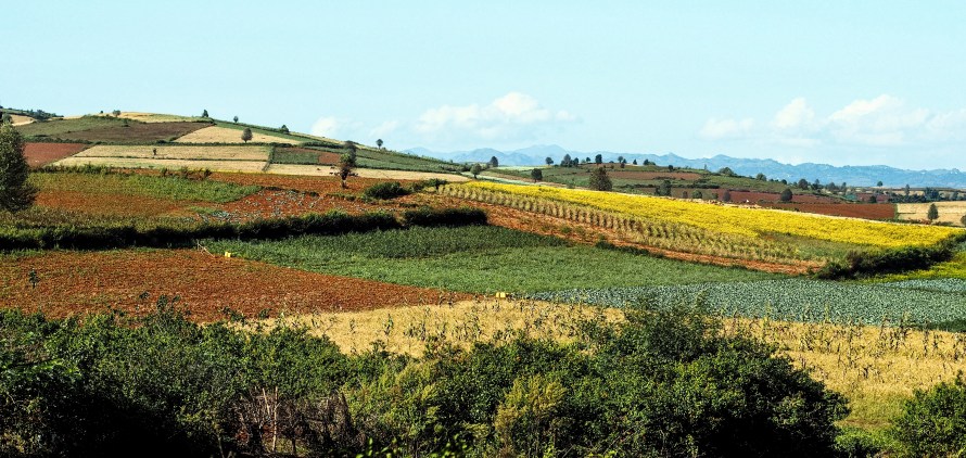 more coloured fields