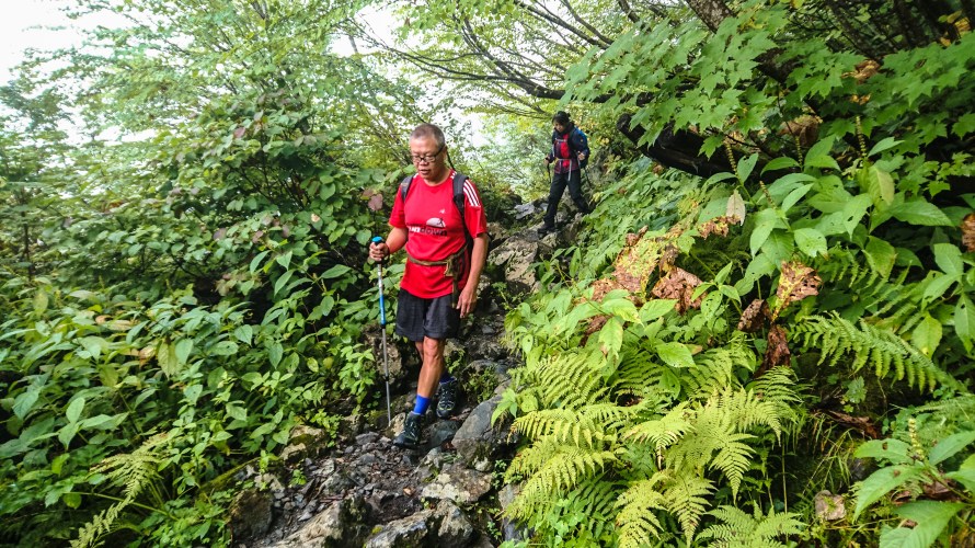 almost like a rain forest trek