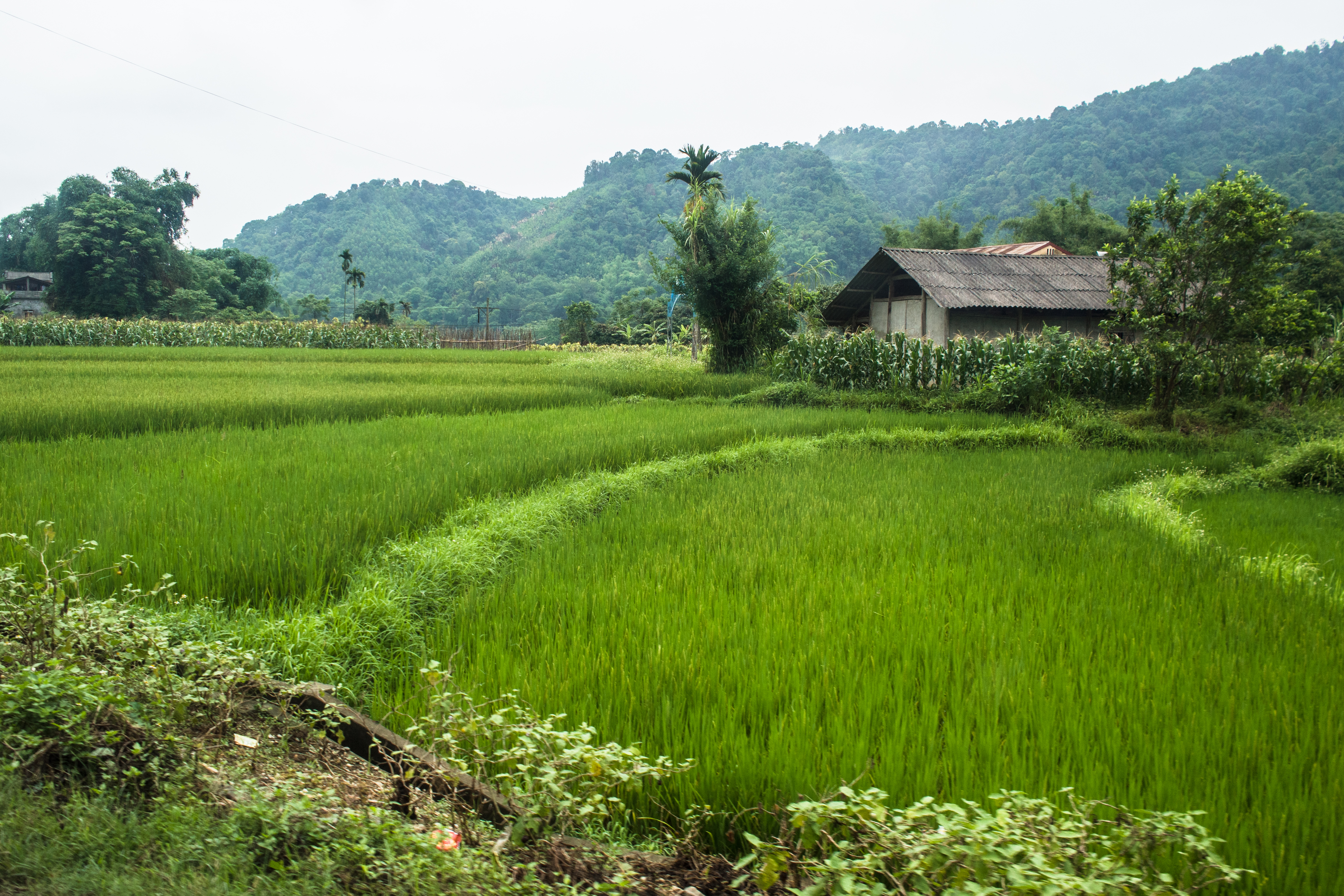 padi fields