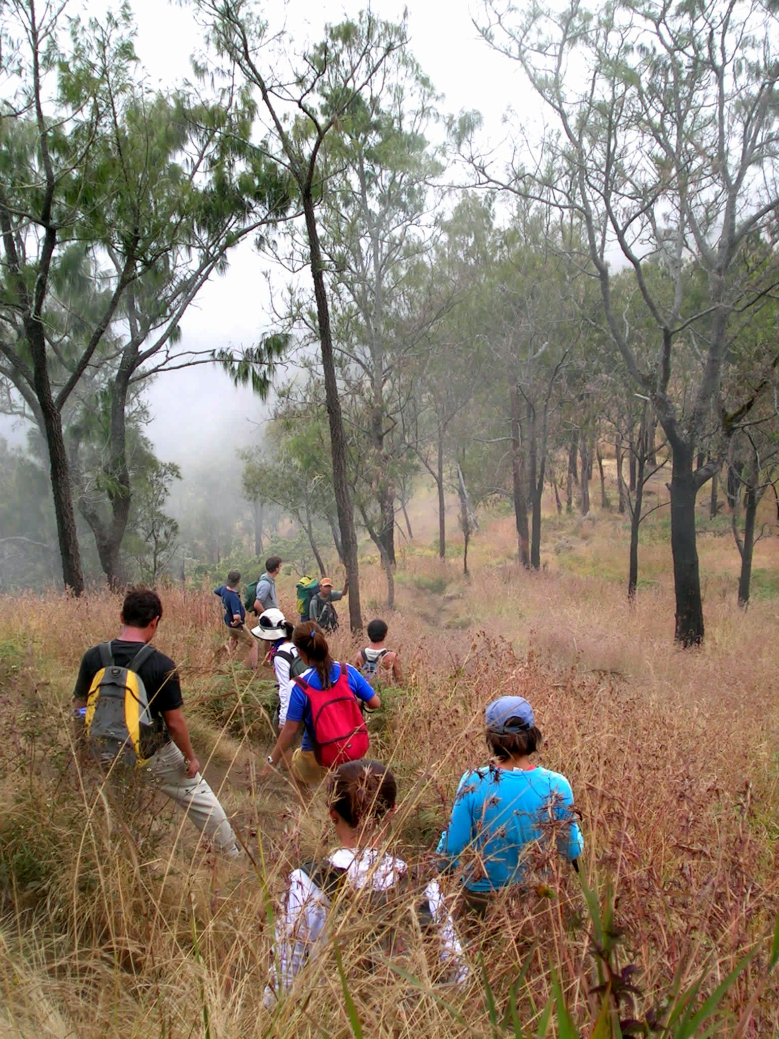 through the forest trails
